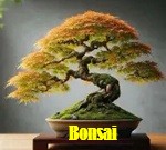 Bonsai
